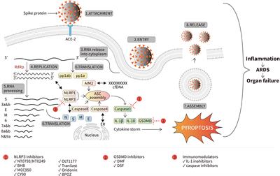Inflammasomes during SARS-CoV-2 infection and development of their corresponding inhibitors